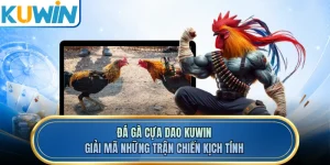 Đá Gà Cựa Dao KUWIN - Giải Mã Những Trận Chiến Kịch Tính