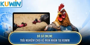 Đá Gà Online - Trải Nghiệm Chọi Kê Mãn Nhãn Tại KUWIN
